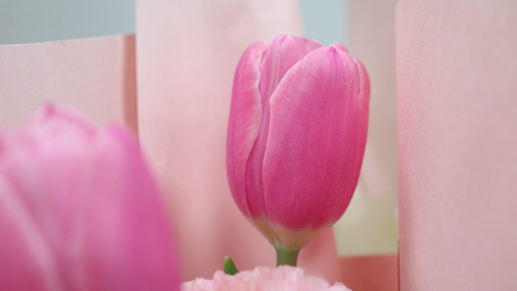 春風十里，芳華如你 | 科信聯(lián)合開展女神節(jié)專題活動